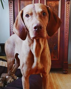 Portrait of dog looking at home