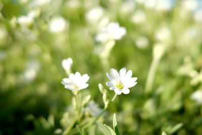 Close-up of white flowering plant