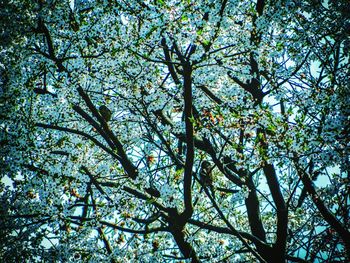 Low angle view of trees