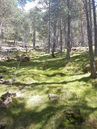 View of trees in forest