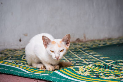 Portrait of cat relaxing outdoors