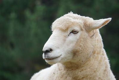 Close-up of a sheep