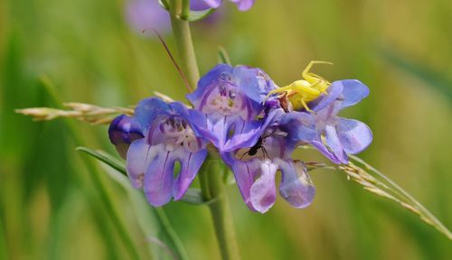 Close-up of purple flowering plant