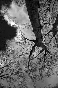 Bare trees against sky