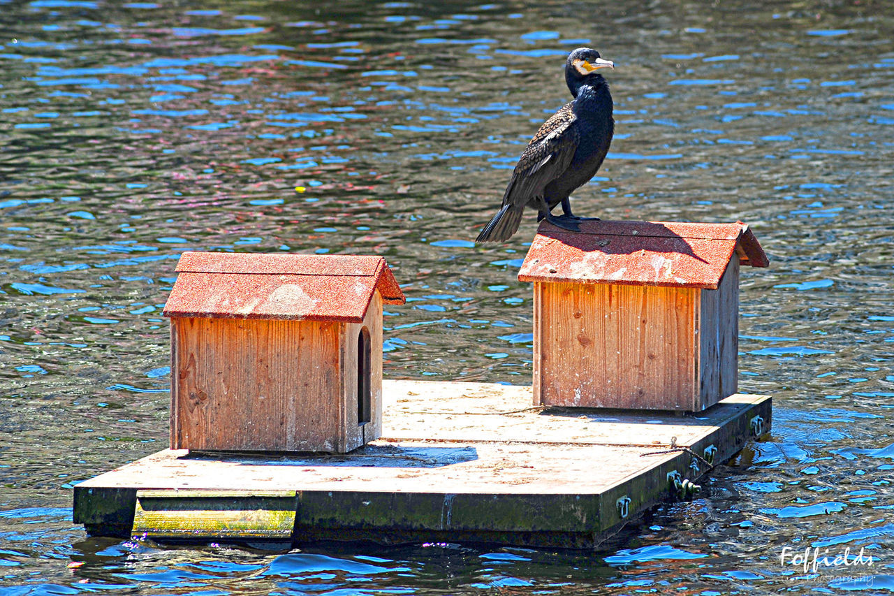 bird, wood - material, animals in the wild, animal wildlife, perching, one animal, animal themes, water, no people, day, wooden post, nature, lake, outdoors, beauty in nature