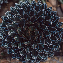 Close-up of succulent plant