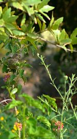 Close up of plant