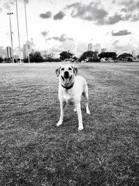 Portrait of dog against sky