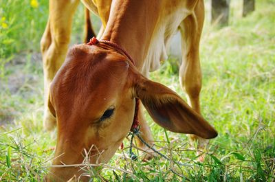 Horse grazing in a field