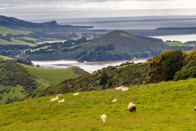 View of a sheep on landscape