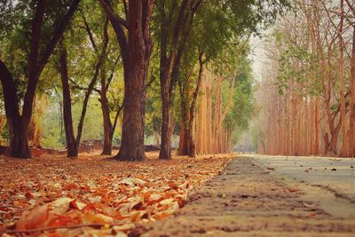 Autumn leaves on road amidst trees in forest