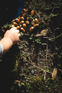 Midsection of person holding plants growing on field