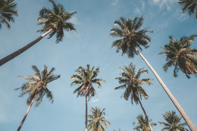 Low angle view of coconut palm trees against sky