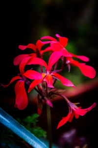 Close-up of red flowers