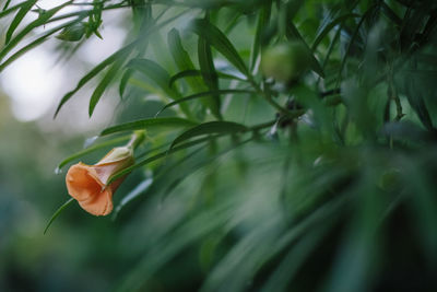 Close-up of orange flowering plant