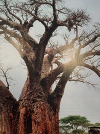 Low angle view of bare tree against sky