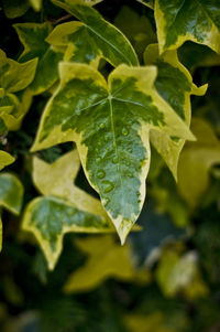 Close-up of leaves
