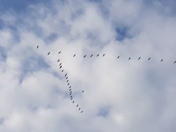 Low angle view of birds flying in sky