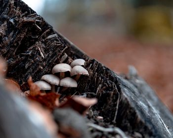 Close-up of mushrooms growing on tree trunk