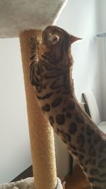 Portrait of dog at home