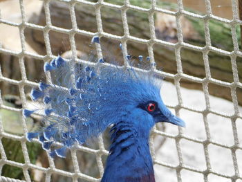 High angle view of bird in cage