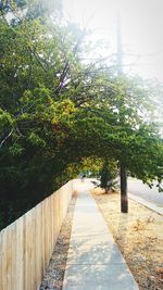 Trees against sky