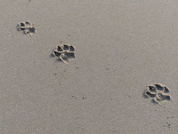 High angle view of crab on beach