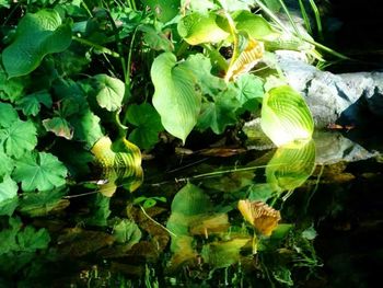 Close-up of fresh green plants in water