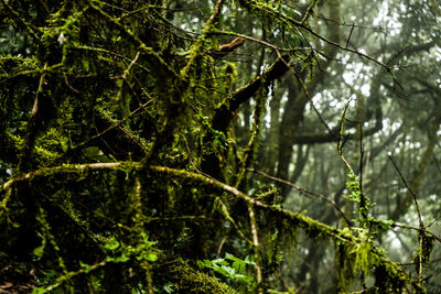 Low angle view of trees in forest