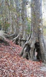 Trees in forest