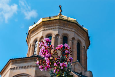 Low angle view of pink flowering plant against blue sky