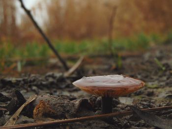 Close-up of mushroom in forest