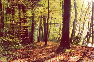 Trees in forest