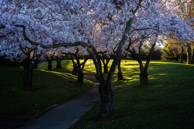 Trees in park