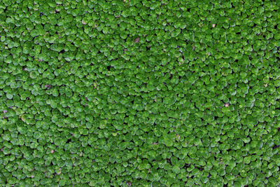 Full frame shot of fresh green leaf