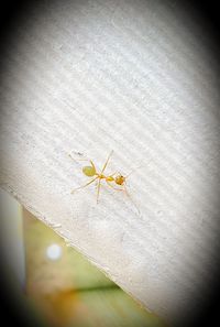 Close-up of spider