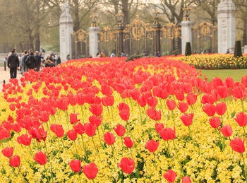 View of red tulips in front of building
