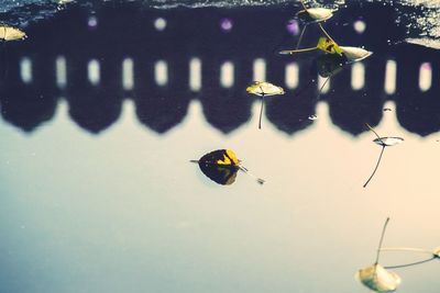 Close-up of butterfly flying