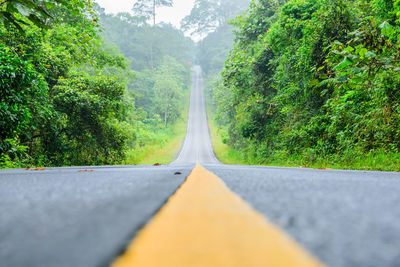 Surface level of road amidst trees