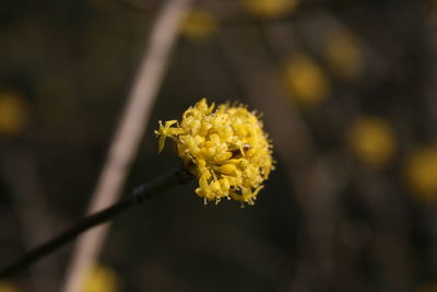 Close-up of yellow flowering plant