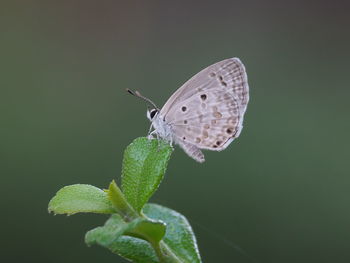 Butterfly on leaf