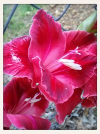 Close-up of red flower blooming outdoors