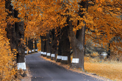 Road amidst trees during autumn