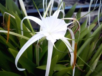 Close-up of white flower