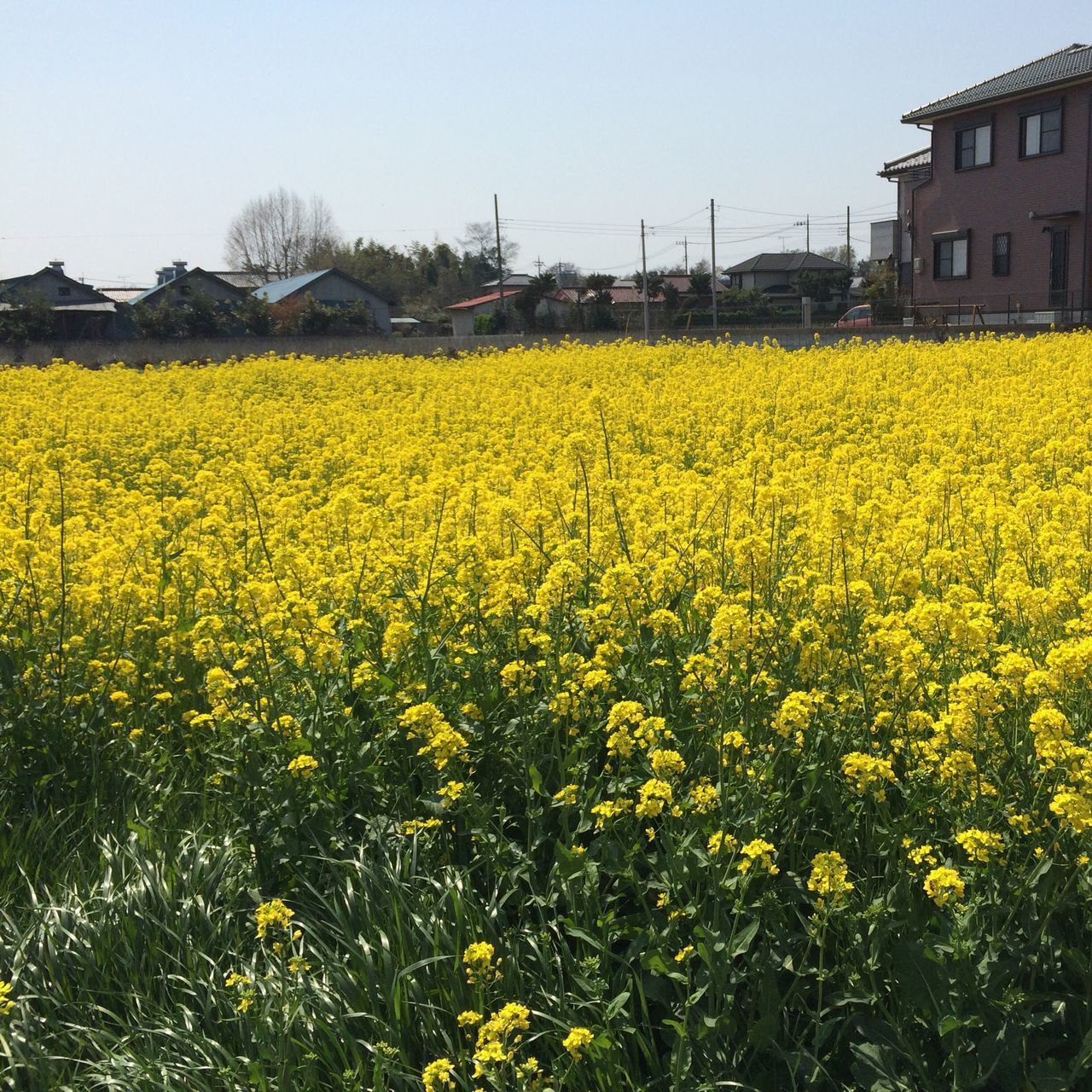 flower, yellow, freshness, growth, field, fragility, beauty in nature, rural scene, agriculture, clear sky, nature, oilseed rape, farm, blooming, plant, in bloom, building exterior, abundance, built structure, petal