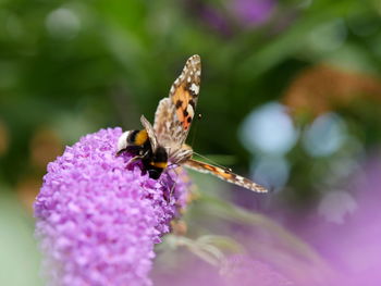 Close-up of bee on purple flower