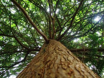 Low angle view of bamboo trees in forest