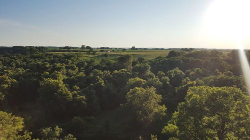 Scenic view of trees against clear sky