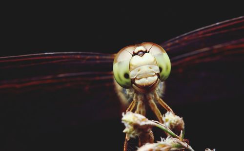 Close-up of insect over black background