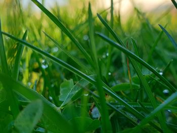 Close-up of raindrops on grass